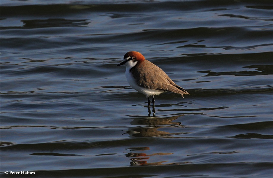 Plover_Redcapped_2019-06-25_2