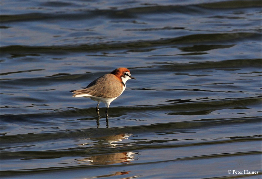 Plover_Redcapped_2019-06-25_3