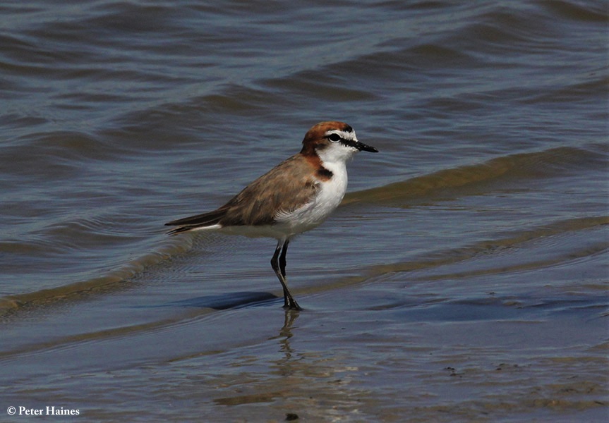 Plover_Redcapped_2020-02-14_2