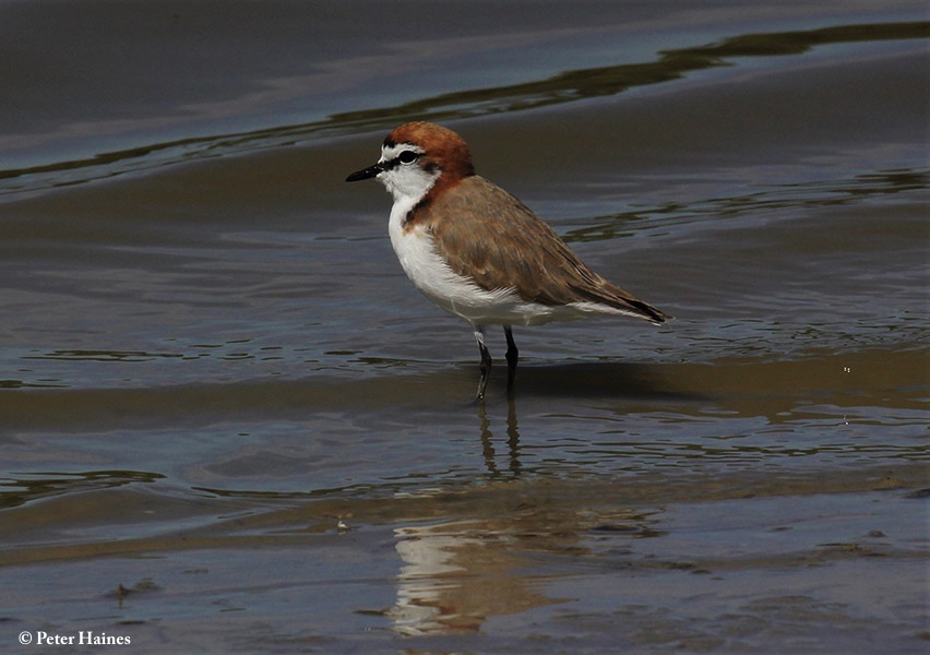 Plover_Redcapped_2020-02-14_3