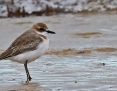 Plover_Greater_Sand_2019-03-11_1