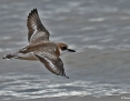 Plover_Greater_Sand_2019-03-11_2