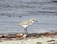 Plover_Red_Capped_2009-12-23