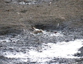 Plover_Redcapped_2013-01_28_1