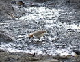 Plover_Redcapped_2013-01_28_2