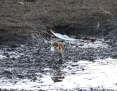 Plover_Redcapped_2013-01_28_3
