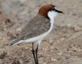 Plover_Redcapped_2014-11-29_2