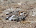 Plover_Redcapped_2014-11_29_1
