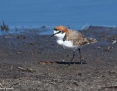 Plover_Redcapped_2018-02-02_2