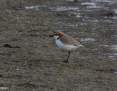 Plover_Redcapped_2019-06-16_1
