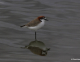 Plover_Redcapped_2019-06-16_2