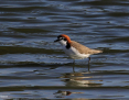 Plover_Redcapped_2019-06-25_1