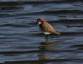 Plover_Redcapped_2019-06-25_2