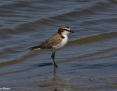 Plover_Redcapped_2020-02-14_2