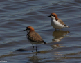 Plover_Redcapped_2020-02-14_4
