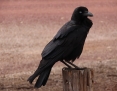 Raven_Australian_2019-10-27_1