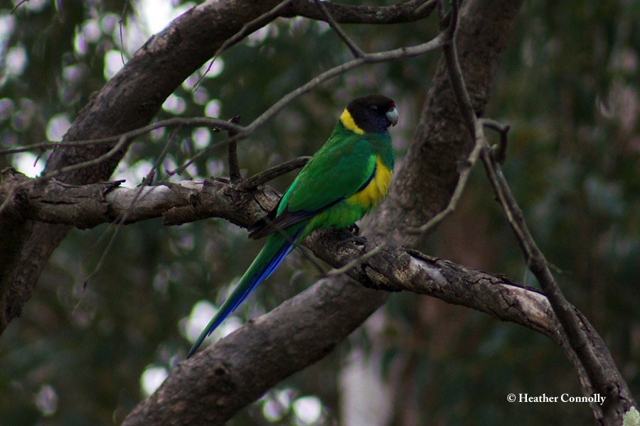 Ringneck_Australian-Port-LIncoln-Parrot-Twenty-eight-Parrot_2014-07-29