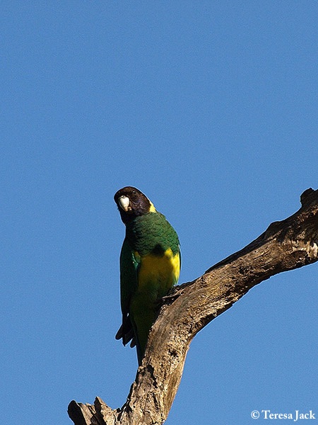 Ringneck_Australian-Port-Lincoln-Parrot_2011-04-24