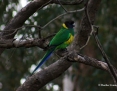 Ringneck_Australian-Port-LIncoln-Parrot-Twenty-eight-Parrot_2014-07-29