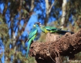 Ringneck_Australian-Port-Lincoln-Parrot-Mallee-Ringneck_2019-10-19_2