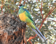 Ringneck_Australian-Port-Lincoln-Parrot-x-Mallee-Ringneck_2021-05-18