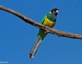 Ringneck_Australian-Port-Lincoln-Parrot_2014_08_23
