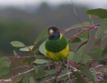 Ringneck_Australian-Port-Lincoln-x-Twentyeight-Parrot_2021-02-21 ##