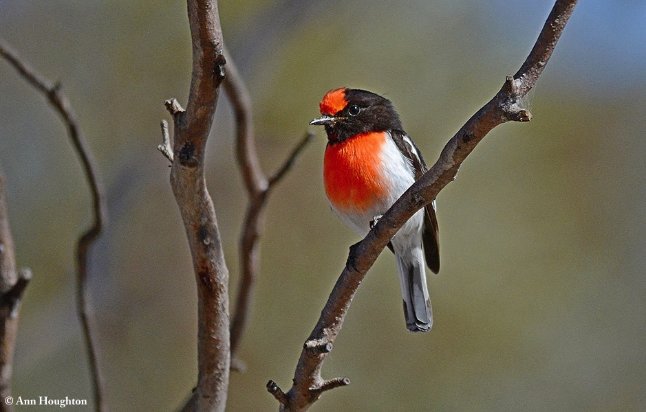 Robin_Redcapped_2013-10-15