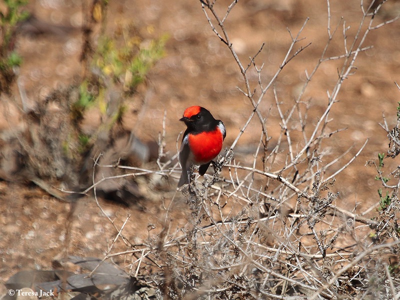 Robin_Redcapped_2016-04-24_2