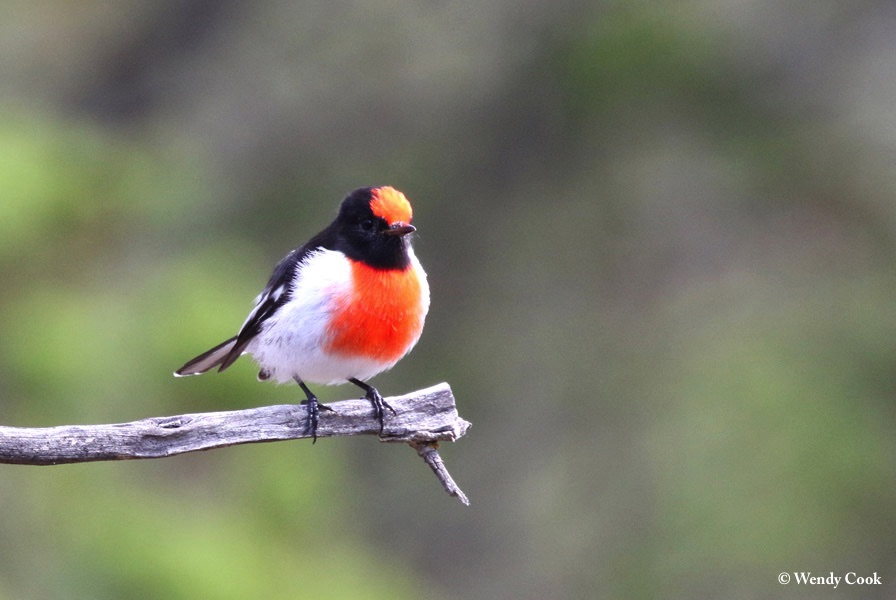 Robin_Redcapped_2018-04-25_3