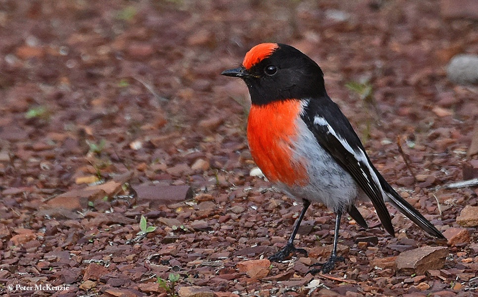 Robin_Redcapped_2019-06-19