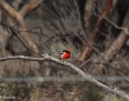 Robin_Redcapped_2012-09-28