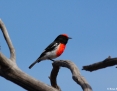 Robin_Redcapped_2013-04-26