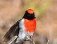 Robin_Redcapped_2016-04-24_5