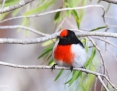 Robin_Redcapped_2018-04-25_1