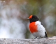 Robin_Redcapped_2018-04-25_2