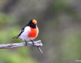 Robin_Redcapped_2018-04-25_3