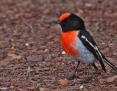 Robin_Redcapped_2019-06-19