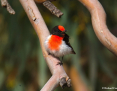Robin_Redcapped_2021-10-17