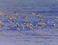 Sandpiper_Curlew_Stint_Red-necked_2021-03-14