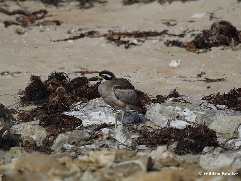 Stonecurlew_Beach_2015-04-13