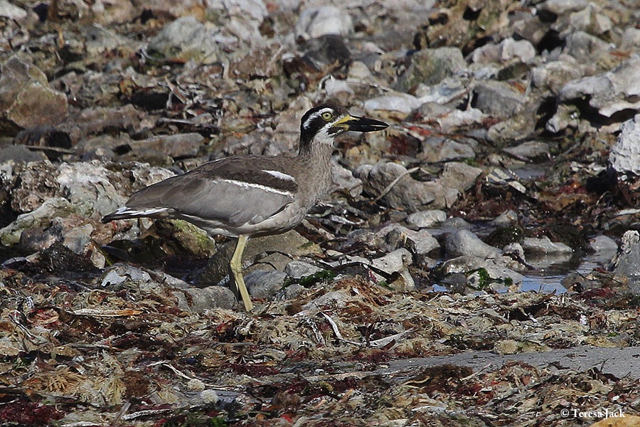 Stonecurlew_Beach_2015-05-18_2