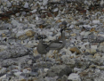 Stonecurlew_Beach_2007-05-16_2