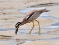 Stonecurlew_Beach_2013-02-18_1