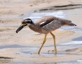 Stonecurlew_Beach_2013-02-18_2