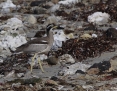 Stonecurlew_Beach_2015-05-18_3