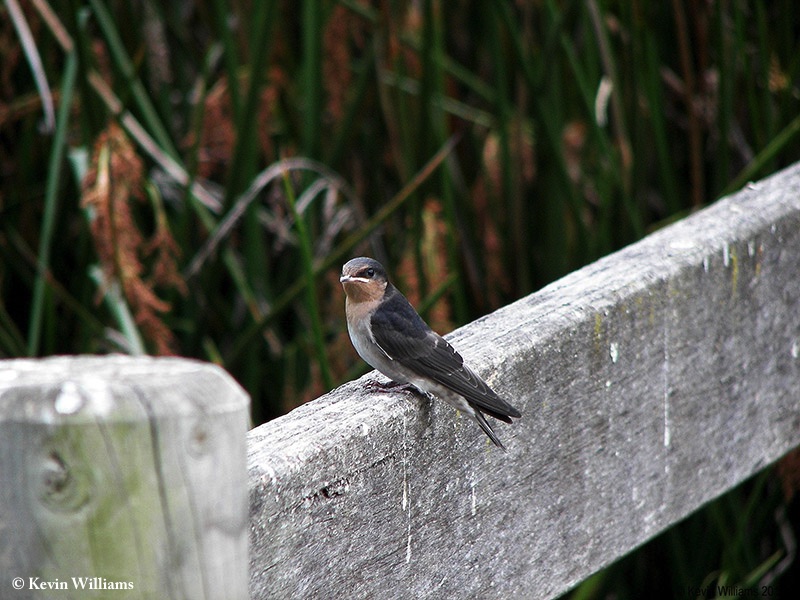 Swallow_Welcome_2008-12_02