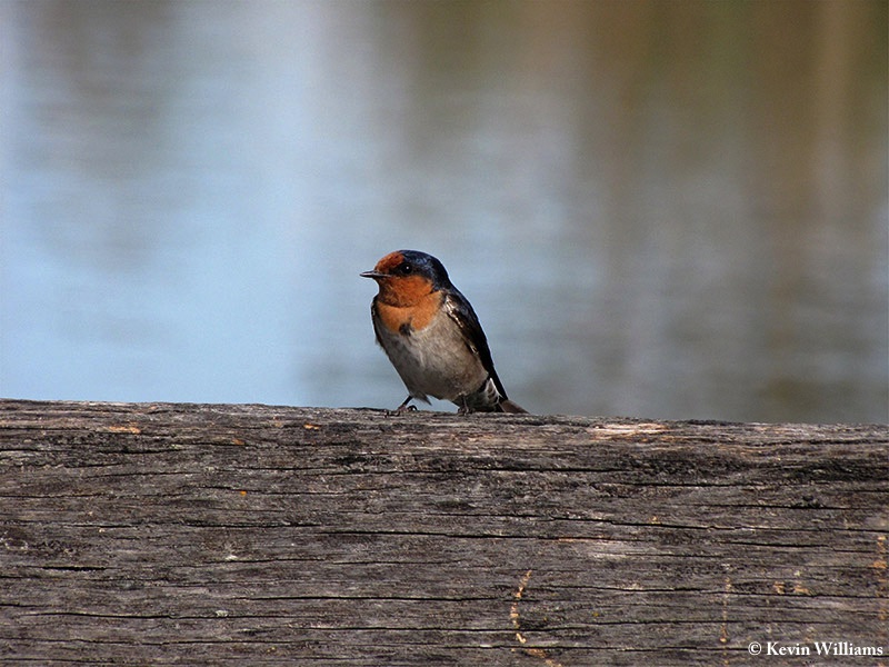Swallow_Welcome_2009-09-14