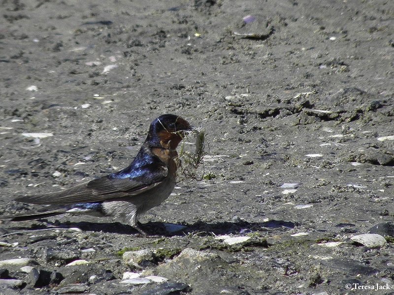 Swallow_Welcome_2009-10-10_1