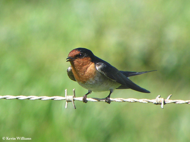 Swallow_Welcome_2010-08-18